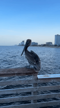 Brown pelican perches and moves on Pompano Beach pier railing