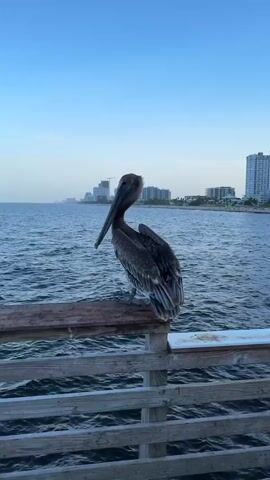 A pelican stands on a wooden railing, with its wings slightly spread, in front of a body of water. In the background, buildings and the sky are visible. The pelican flaps its wings and then rests them.