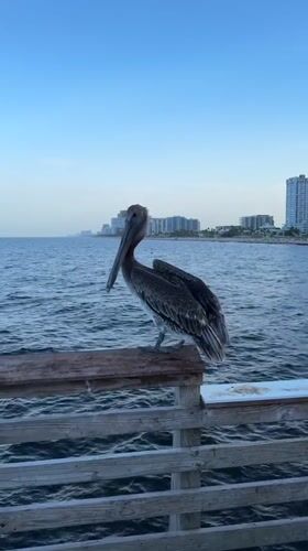 Brown pelican perches and moves on Pompano Beach pier railing