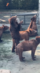 Zoo animals observed at Shenzhen Safari Park morning hours