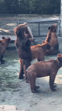 Zoo animals observed at Shenzhen Safari Park morning hours