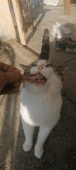 Person feeds tabby cat by hand outdoors