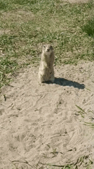 Families enjoy Krasnoyarsk park with prairie dog sculptures, wildlife