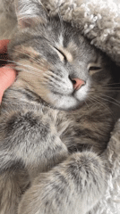 Gray cat enjoys peaceful morning rest in Perm home