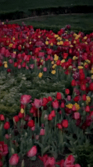 Colorful tulip display blooms in Istanbul park