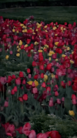 Colorful tulip display blooms in Istanbul park