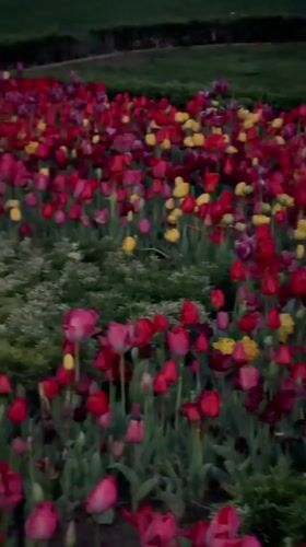 Colorful tulip display blooms in Istanbul park