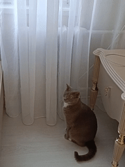 Cats and cockatiel captured in routine domestic moments