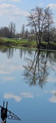 The video shows a calm lake or river on a sunny day. The water is a clear blue, reflecting the sky and white clouds. Trees line the bank, with their bare branches also reflected in the water, creating a mirrored image effect. A white swan swims across the water. Fishing rods are visible in the foreground, suggesting someone is fishing. The scene is peaceful and serene.