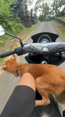 Dog rides on scooter floorboard in Belalang, Indonesia