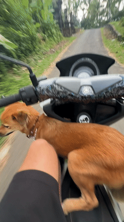 Dog rides on scooter floorboard in Belalang, Indonesia
