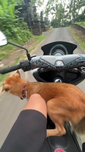 Dog rides on scooter floorboard in Belalang, Indonesia