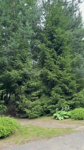 This media file is a series of short video clips showcasing a natural outdoor scene in Novy Gorodok, Russia. The primary subjects are various coniferous trees, including tall spruces and pines, with dense green foliage. In the foreground, there is a low, rounded green bush and a patch of grass. Some small plants with white flowers are also visible. The ground appears to be a mix of dirt and gravel, with an asphalt path on the right side of the frame in some clips. In the background, through the trees, glimpses of other greenery and possibly some structures are visible, suggesting a park-like or garden setting. There are no people or animals visible in the clips. The lighting suggests it is daytime, possibly overcast or early morning/late afternoon, as there are no harsh shadows. The overall mood is peaceful and serene, highlighting the lushness of the vegetation. No text is visible in the media file.