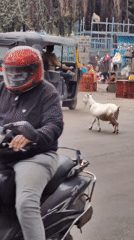 Goats and auto-rickshaws sharing a road in Ellora