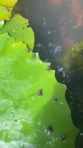 The video shows a close-up view of a large, bright green lily pad floating on water. Several tiny, dark-colored frogs are scattered across the surface of the lily pad. The edges of the lily pad are slightly irregular. The water around the lily pad is dark and reflects light, creating some glare. There are some small pieces of debris floating in the water.