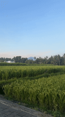 Morning scenes captured in Tampaksiring's rice fields and temples