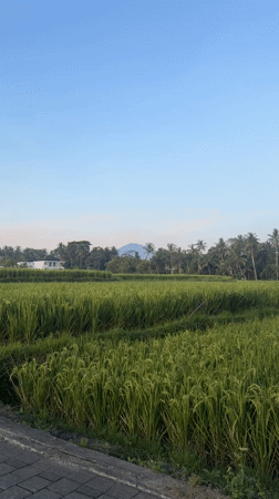 Morning scenes captured in Tampaksiring's rice fields and temples