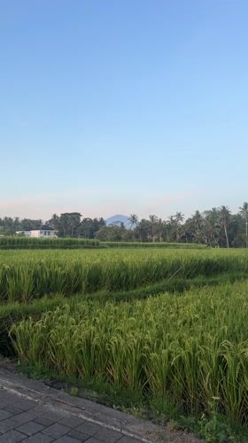 Morning scenes captured in Tampaksiring's rice fields and temples