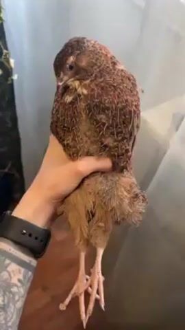 A person holds a brown and tan bird in their hand. The bird has brown feathers with white speckles on its back. The bird has long, thin legs and is facing away from the camera at times. The bird makes a distinct "buckwheat" noise. The person is wearing a black smart watch and has tattoos on their arm. The background includes a window with white curtains, a potted plant, and a white wall. The lighting is bright and natural.