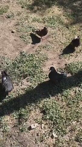 The video shows several pigeons on the ground, which appears to be a mixture of dirt and grass. The lighting suggests it is daytime, with strong shadows cast by the birds. Some pigeons are standing, while others are sitting or walking. One pigeon in the foreground on the left has white markings on its wings. Another pigeon in the center right appears to be preening or resting. In the background, more pigeons are scattered across the area. The environment seems to be an outdoor space, possibly a park or yard. There are no people or other animals visible in the frame. The camera is mostly stationary, with some slight movement and tilting.