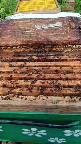 This video provides a close-up view of a beehive, focusing on the interior structure and the bees. The camera is positioned to look down into the hive, revealing rows of wooden frames filled with honeycomb and populated by numerous bees. The lighting is somewhat dim, creating a natural, enclosed atmosphere. The frames appear to be made of light-colored wood, stacked horizontally. In some sections of the honeycomb, hexagonal cells are visible, some containing what appears to be honey or pollen, while others may be occupied by larvae or pupae. Bees are seen crawling over the frames and the honeycomb, some carrying pollen on their legs. There are so many bees that they form a dense, moving carpet on the surfaces. The top of the frame shows a metal tool, possibly used for hive inspection or manipulation. The overall impression is one of a busy, functioning bee colony in its natural habitat.