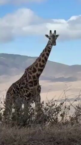 The video shows a giraffe standing on a dry grassy hill. Behind the giraffe, there is a landscape with mountains and a blue sky with scattered clouds. The giraffe is mostly standing still, occasionally moving its head.