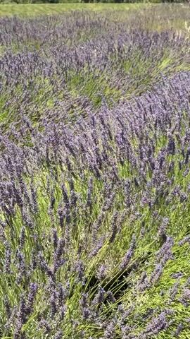 The video shows a close-up view of a field of lavender plants. The lavender flowers are purple and green. The plants are densely packed together, and the camera is focused on the flowers in the foreground. The background is blurred, but it appears to be another field of lavender. The sun is shining, and there is a gentle breeze, as indicated by the slight swaying of the plants. There are no people or animals visible in the video. The video is shot from a slightly low angle, looking up into the lavender plants.