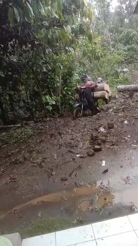 The video shows a muddy scene, likely in a rural or forested area.  A man is sitting on a small motorcycle, which is heavily laden with logs strapped to the front. A second man stands behind the motorcycle, possibly helping to support the load of logs.  The ground is very muddy with visible puddles.  Vegetation, including trees and bushes, surrounds the scene. Another person walks in the background, uphill, away from the camera.  A building structure is partially visible in the upper right corner of the frame.