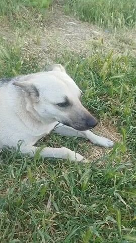 A light-colored dog with dark markings around its eyes and nose lies on the grass. Its head is turned to the right, and its eyes are closed. The dog then sits up and shakes its head, then gets up and walks away to the right. The environment is a grassy yard with some structures in the background.
