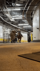 Urban rodeo activity captured in New York City