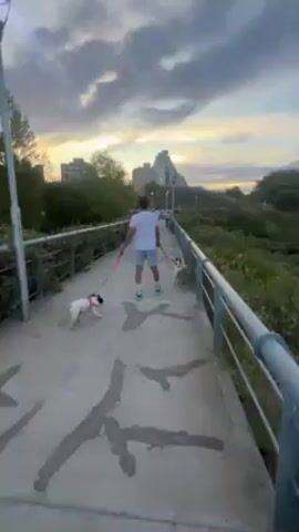 A man walks two dogs on a walkway with metal railings. The man is wearing a white t-shirt, gray shorts, green and white sneakers, and sunglasses. He has short dark hair. The dogs are both white with some dark markings. They are on leashes. The walkway is made of concrete and has some dark markings on it. In the background, there are trees and buildings. The sky is cloudy with a bit of sunlight. The man stops and looks at the camera.