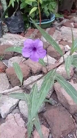 The video displays a close-up shot of a purple flower with green leaves growing among broken bricks and rocks. The flower appears to be the primary focus, with the background showing some foliage and a black plastic bag. The lighting suggests an outdoor environment, possibly a garden or yard. The camera seems to be handheld, with slight movements throughout the recording. There are no people visible in the video, and the action is limited to the slight movement of the camera. The scene is static and focuses on the natural elements of the plant and its surroundings.