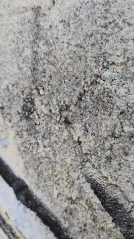 The video shows a small spider crawling on a textured, painted wall. The paint is peeling and has various colors including white, blue, yellow, and black. The spider is dark in color and moves slowly across the wall. The camera angle is slightly angled downward towards the wall.