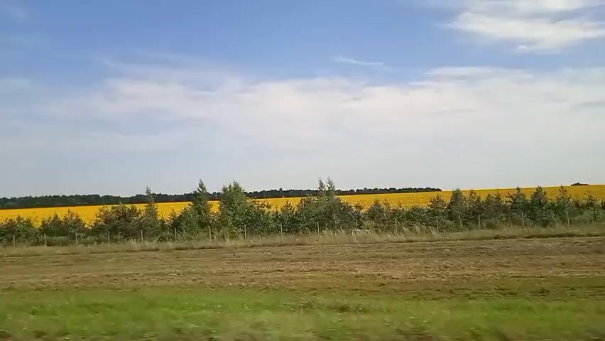 The video shows a moving shot from a vehicle, capturing a rural landscape under a blue sky with scattered clouds. In the foreground, there are two fields. The closest field appears to be a dry, brown grass field. Behind this is a row of small, leafy trees and bushes, bordered by a wire fence. Further in the distance, a vast field of bright yellow sunflowers stretches across the horizon, appearing as a vibrant blanket of color. The sunflowers extend to meet a treeline in the far distance, and beyond that, the sky transitions from a pale blue near the horizon to a deeper blue overhead. A metal guardrail is visible at the bottom of the frame, indicating the perspective is from a road or highway. The overall impression is of a sunny day in the countryside during the sunflower blooming season.
