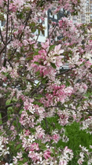 Spring blooms captured near modern building in Yekaterinburg
