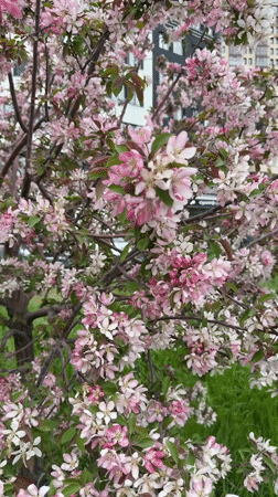 Spring blooms captured near modern building in Yekaterinburg