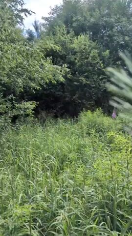 The video shows a POV shot from a vehicle moving through a field of tall green grass and vegetation. In the background, there are trees and a bright blue sky with some clouds. There are also a few purple flowers visible in the grass. The vehicle appears to be moving at a slow speed, and the camera is angled slightly upwards, capturing the sky and the surrounding greenery. The overall impression is of a peaceful, natural setting on a sunny day.