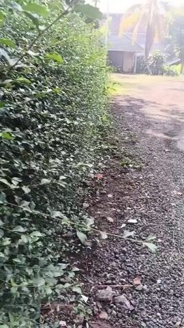 The video shows a person walking along a gravel path bordered by a dense green hedge on the left. In the background, there is a building with a tiled roof and a palm tree. The sun is shining, casting a bright light. The path appears to be dry, with some scattered debris. The hedge is lush and well-maintained. The overall impression is that of a sunny day in a tropical or subtropical location.