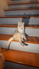 Domestic moments: cat on stairs, child on bike, Thai street scenes