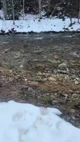 The video shows a clear, shallow river flowing with a moderate current. The riverbed appears to be made up of rocks and pebbles, visible through the water. The banks of the river are covered in a mixture of brown grass and bare earth. Patches of snow are present on the riverbank closest to the viewer. In the background, there are trees forming a forest. The sky appears overcast. The overall scene conveys a cold, natural environment with evidence of winter weather.