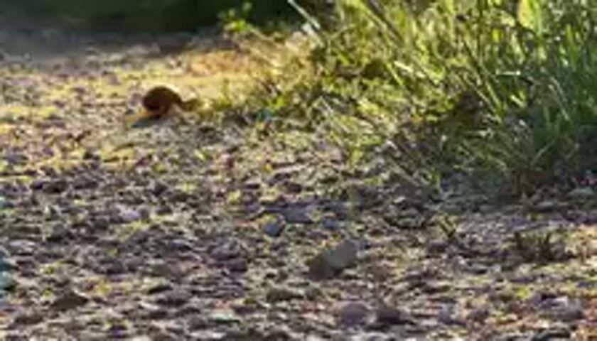 The video, captured in Cutrofiano, Italy, features a small, light brown rodent, likely a mouse or vole, in a natural outdoor setting. The scene is brightly lit by natural sunlight, indicating it is daytime, possibly morning or late afternoon, given the clear, sunny weather. The ground consists of loose gravel or small pebbles mixed with dry leaves, transitioning into patches of lush green grass and other low-lying vegetation.

The central activity involves the small animal cautiously emerging from a dark, circular burrow or hole, situated among the ground cover. It briefly pauses at the entrance, seemingly surveying its surroundings with apparent alertness. After a few seconds, the rodent maneuvers slightly on the gravel before retreating back into its burrow, disappearing from view. The animal's movements suggest a cautious and instinctive behavior, typical of small prey animals. No other subjects, human activity, or visible text are present in the footage. The setting appears to be a rural or semi-wild area, such as a field edge, garden border, or a path.
