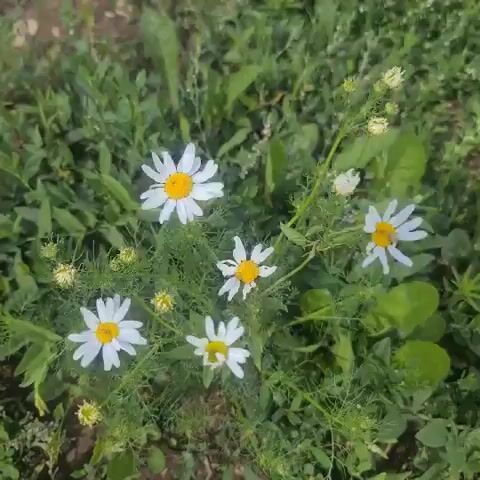 This is a short video clip of a patch of wild chamomile flowers in a grassy area. The flowers are small with white petals and yellow centers. They are growing amidst lush green foliage, with some buds also visible. The camera pans slightly, giving a close-up view of the delicate blossoms. The lighting suggests it is daytime, likely a sunny or overcast day given the brightness. The setting appears to be a natural outdoor environment, possibly a field or meadow. There are no people or man-made objects visible. The overall mood is peaceful and serene, highlighting the simple beauty of nature. The video does not contain any visible text. The location is Petrovka, Russia.