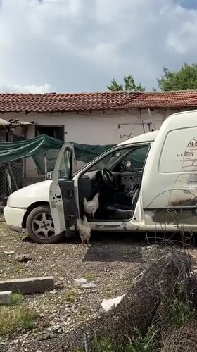 Chickens Found Inside Van in Bulgarian Village Yard