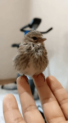 Tiny bird hangs out on a finger while a cat watches closely