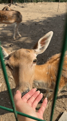 Up close with fallow deer in an enclosure