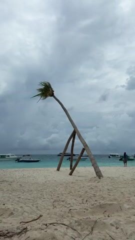 The video shows a cloudy day at a beach. There is a palm tree in the foreground being propped up by two other tree trunks. In the background, there is light blue water with several boats visible. A person is walking along the beach. The sand is light in color.