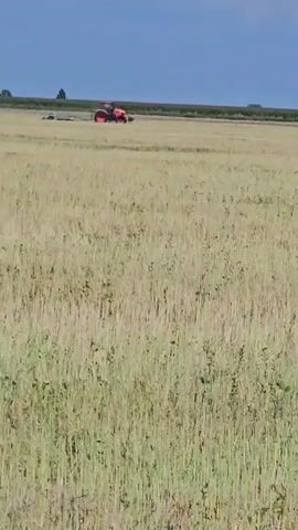 A wide shot captures an expansive field of tall, dry grass under a bright blue sky. In the distance, a bright orange tractor is actively engaged in fieldwork, presumably harvesting or tilling. The tractor is the only prominent object in the middle ground, leaving the foreground to the vast expanse of vegetation. The horizon is flat and appears to be the edge of the cultivated land, with a faint line of trees or structures barely visible on the far left. The lighting suggests it is daytime, with the sun high in the sky. The overall scene conveys a sense of agricultural activity in a rural setting.