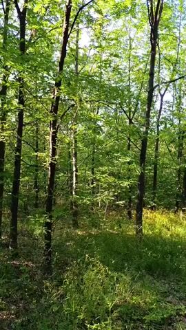 The scene is a forest with many trees, and some foliage at ground level. The trees appear to be young and thin. The lighting suggests it's daytime, and sunlight filters through the trees.