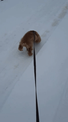 Dog walker documents snowy April morning in Russian village
