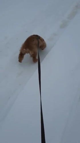 Dog walker documents snowy April morning in Russian village